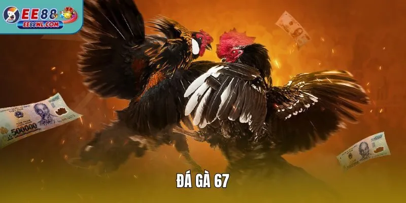 Đá Gà 67
